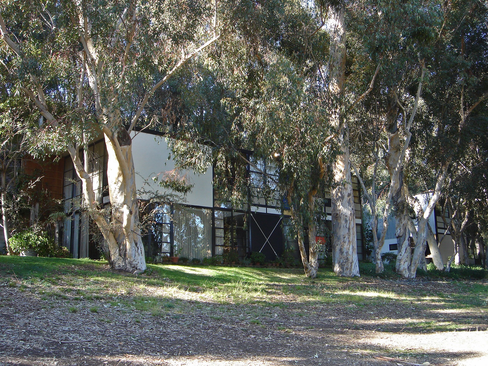 The Eames House in Pacific Palisades seen through a stand of eucalyptus trees, its black steel grid filled with white, blue and glass panels