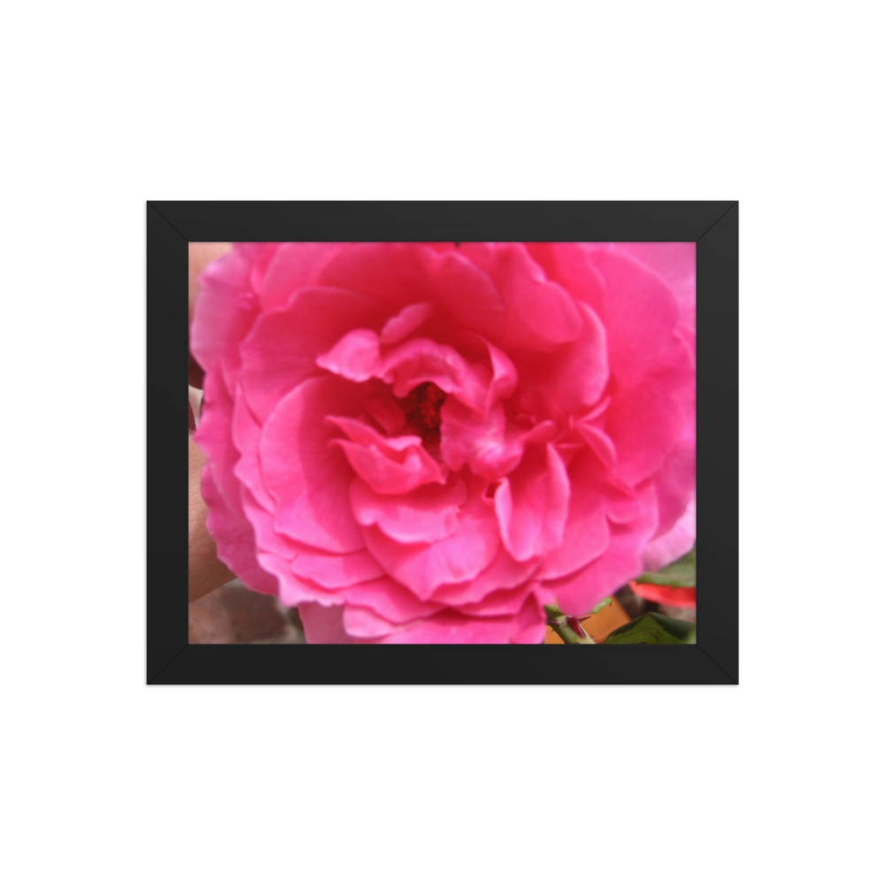 Rose — framed print